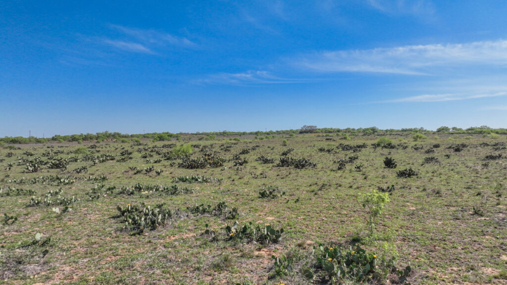 Open pasture and mesquite on Double 3 Ranch