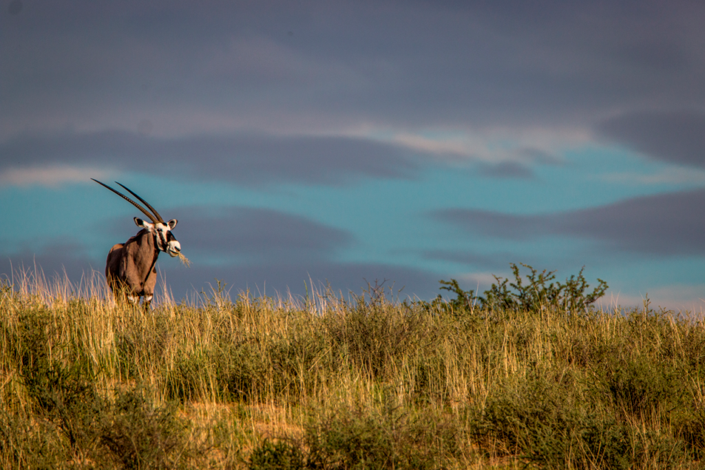 Texas ranch land