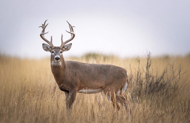 Benefits of a high fence ranch include managing whitetail deer inside game-proof fencing in South Texas
