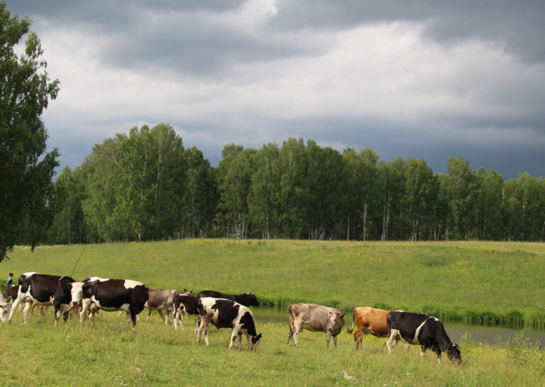cattle ranches