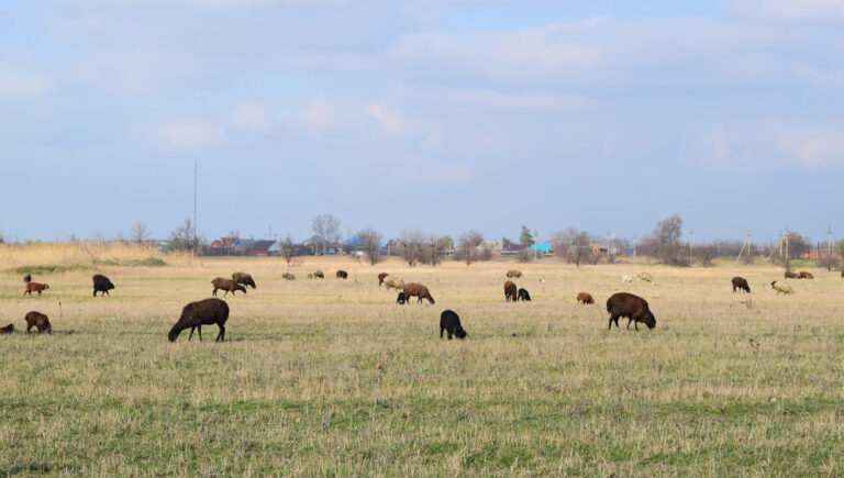 ranches