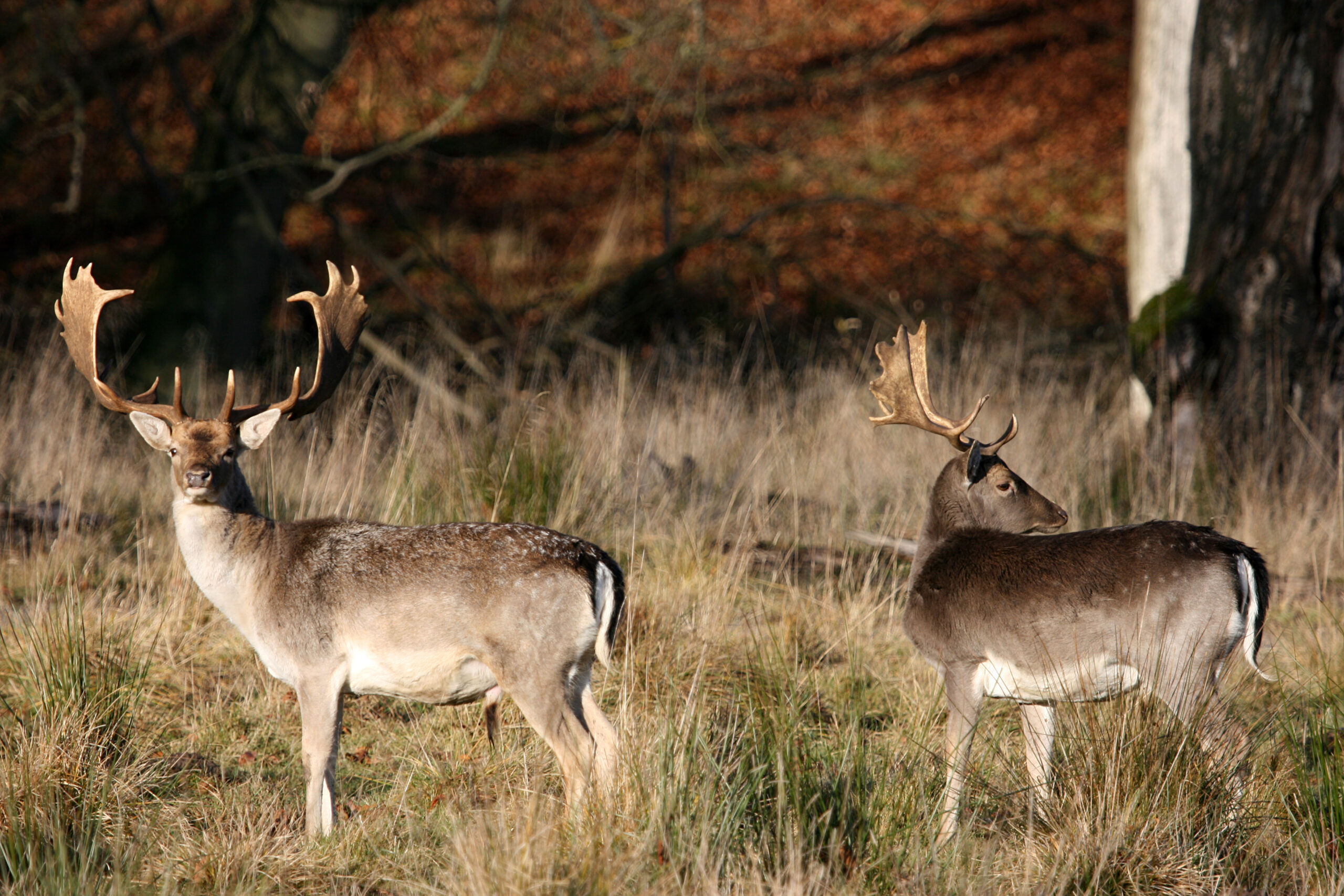 Exploring High Fence Ranches for Sale in Texas: What Buyers Should Know