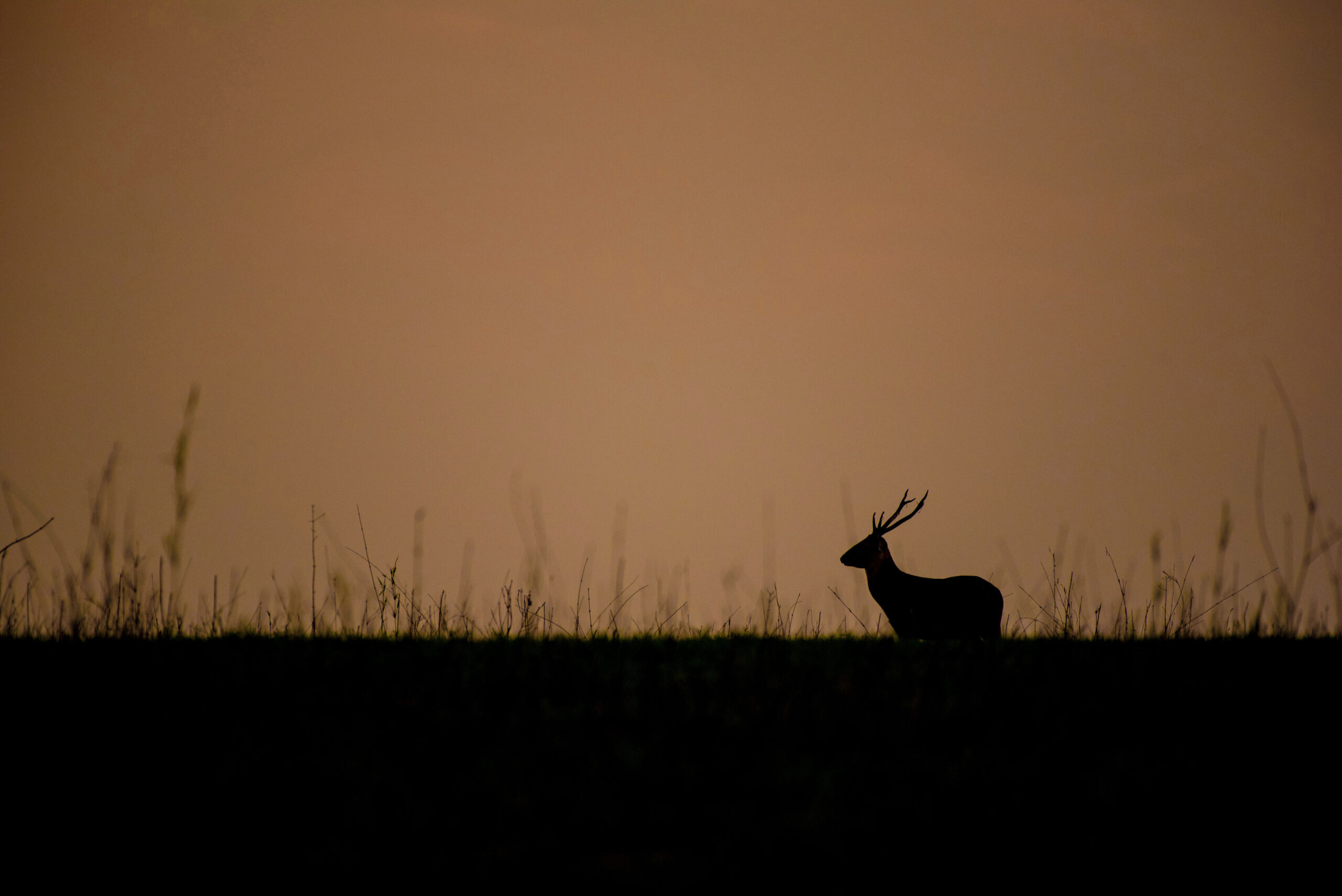 Everything You Need to Know About High Fence Ranches for Sale in Texas