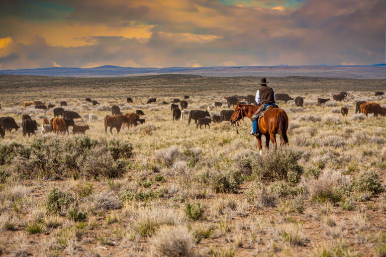 What You Need to Know Before Investing in Texas Ranch Sales