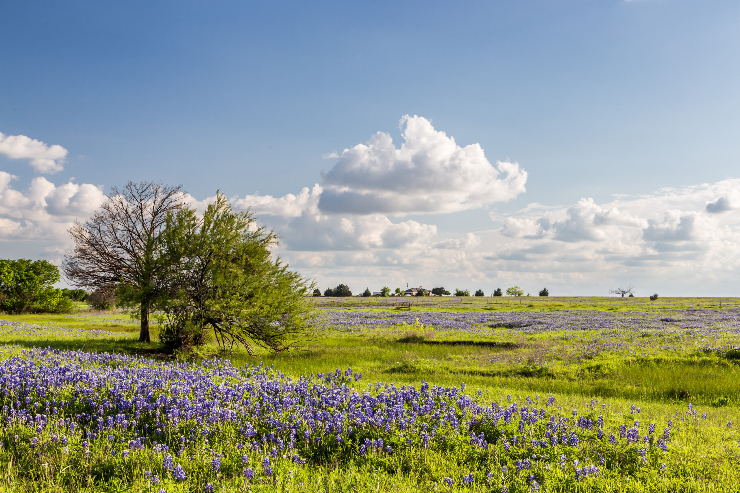 What to Know Before Buying Large Texas Ranches for Sale