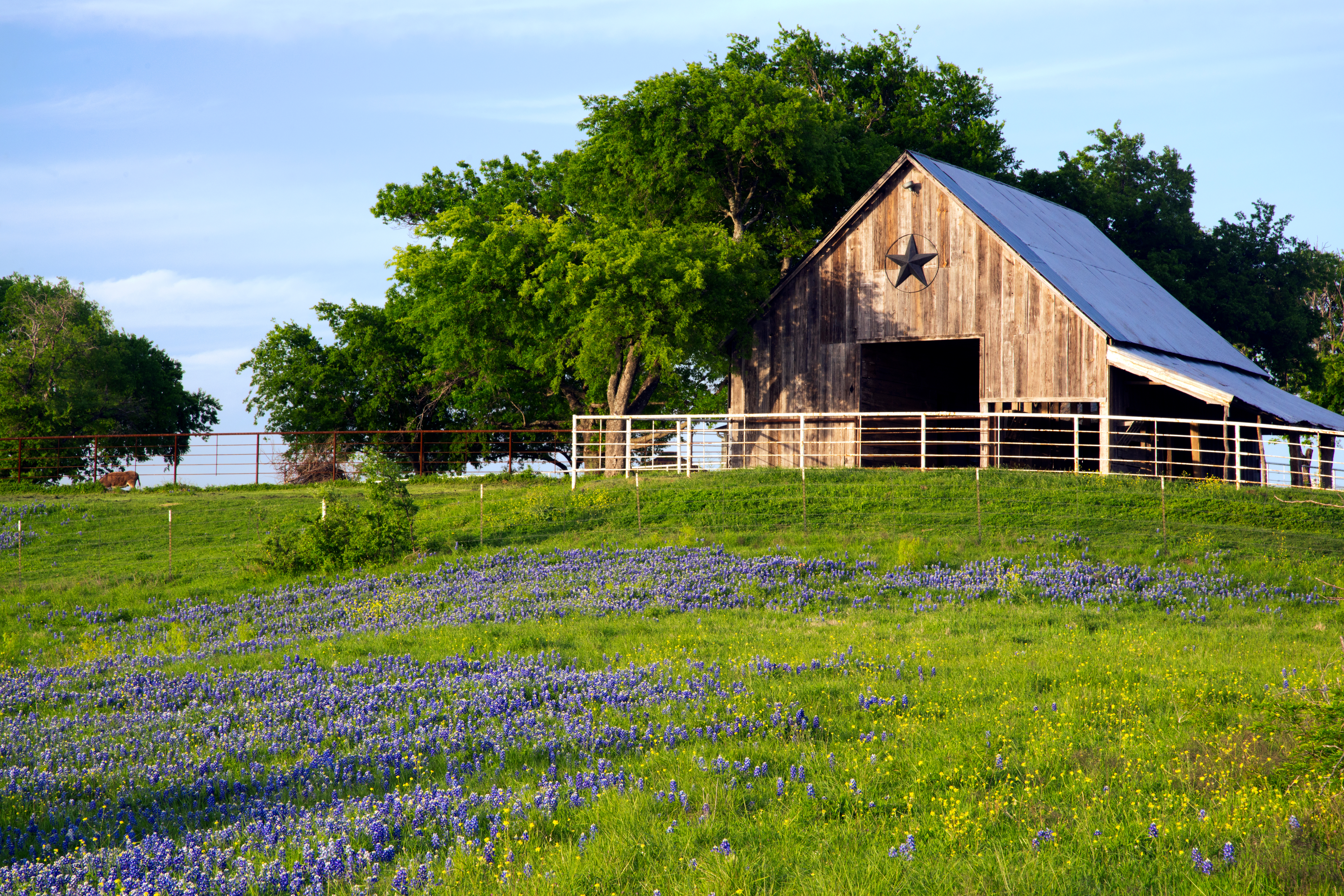 Texas Farms for Sale: A Complete Guide to Finding the Right Property