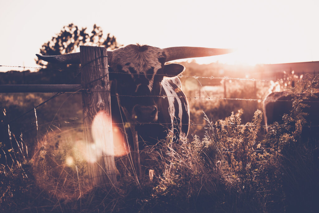 Texas ranch sales