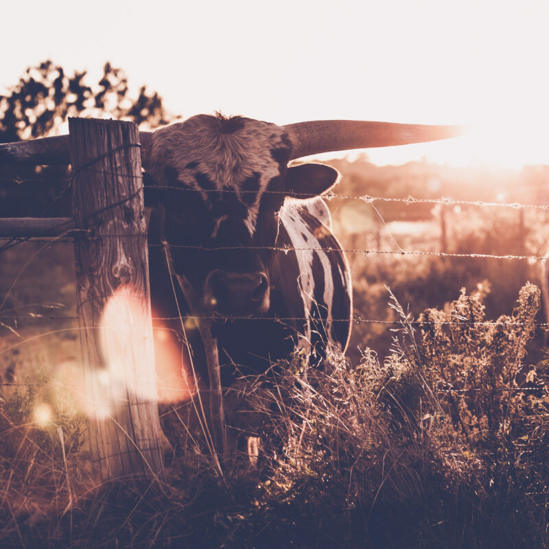 Texas ranch sales