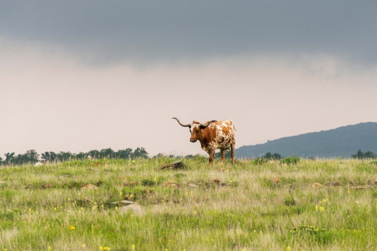 Hill Country Ranches for Sale: Explore Premier Texas Properties