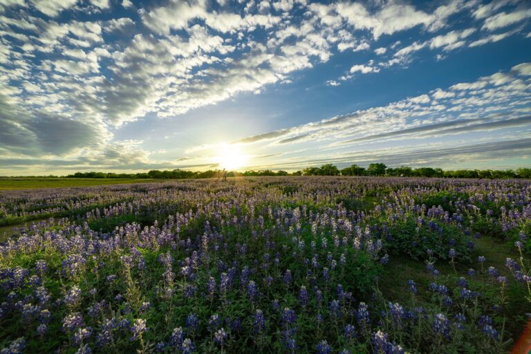 Texas Ranches: Buying and Selling the Best Land in the Lone Star State