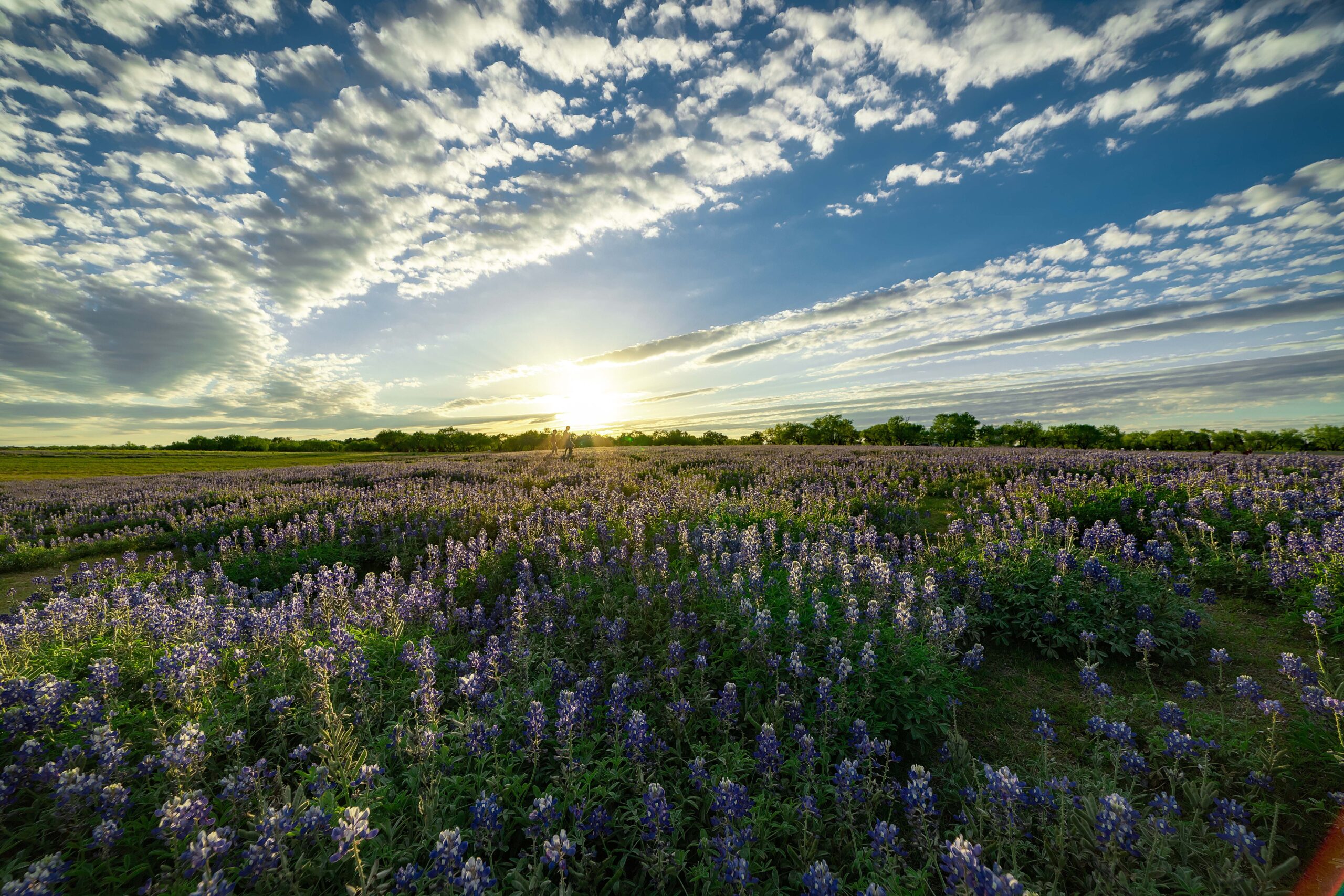 Texas Ranches: Buying and Selling the Best Land in the Lone Star State