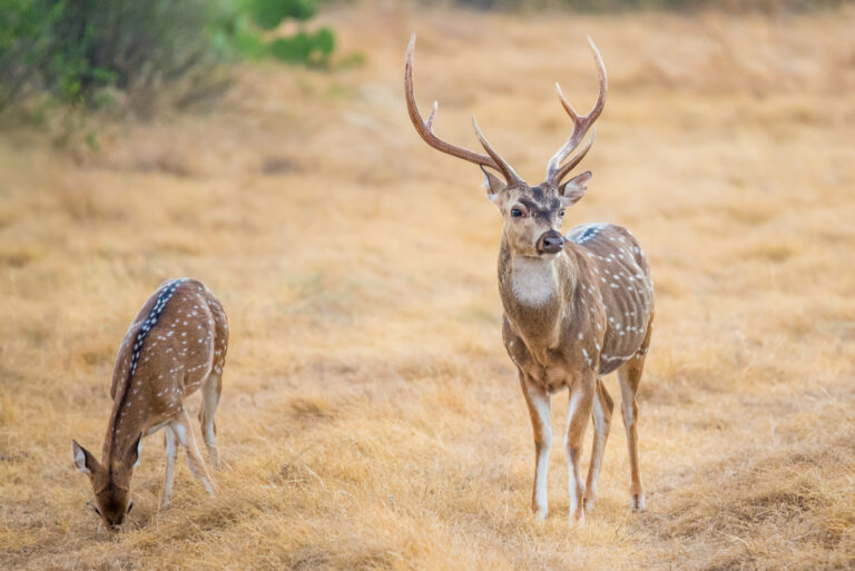 Axis deer buck and doe on a Texas hunting ranch