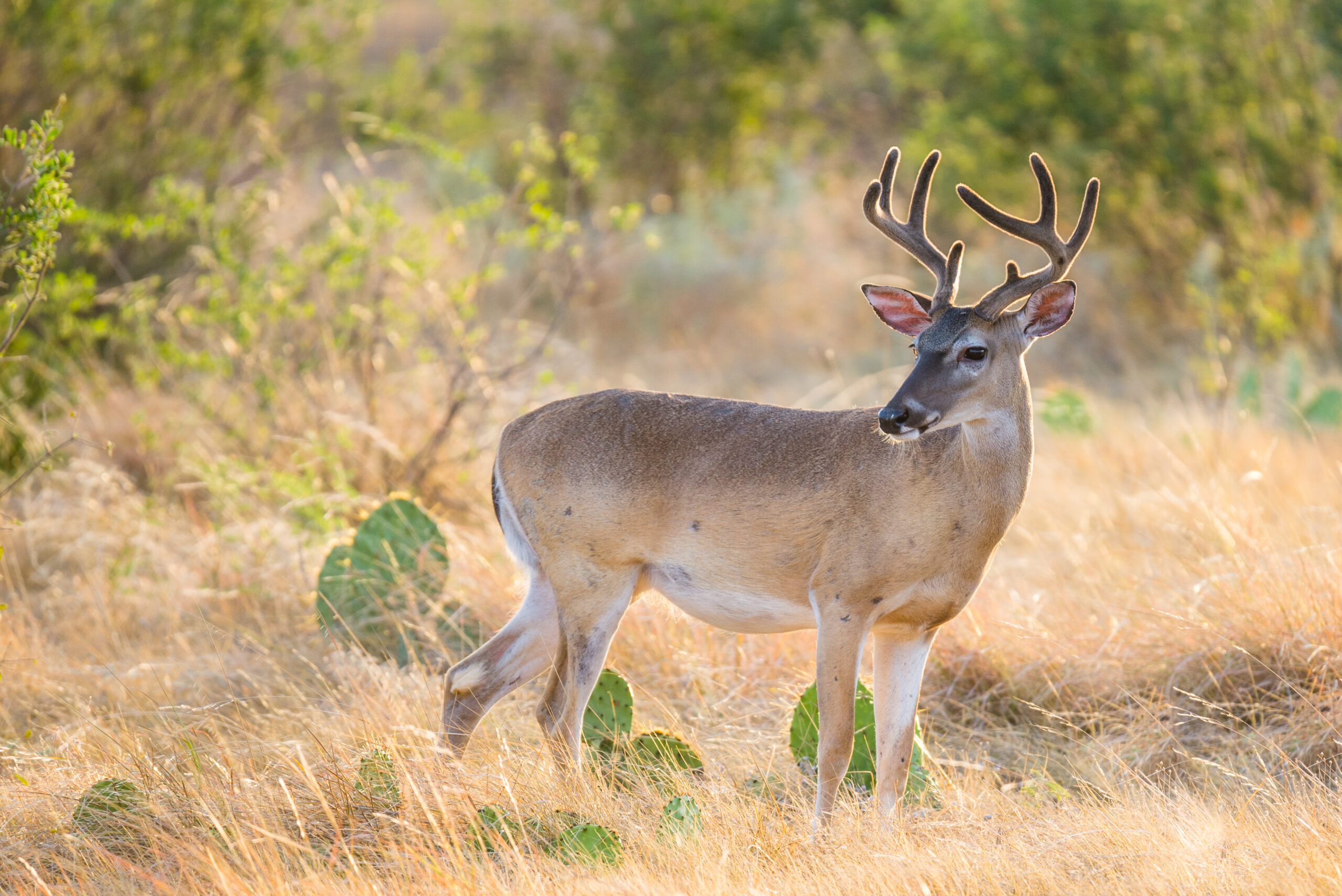 South Texas Hunting Ranches For Sale: Prime Properties for Outdoor Enthusiasts