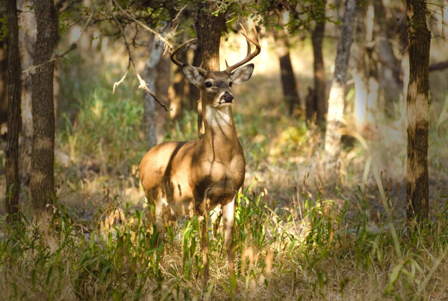 Texas Hunting ranches for sale
