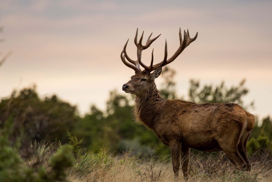 hunting land for sale in Texas