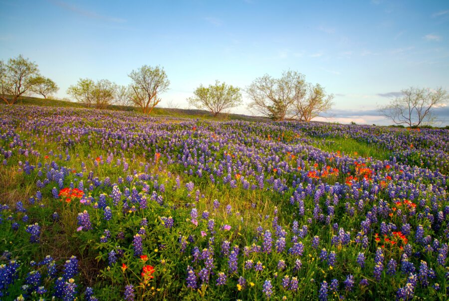 Texas Hunting ranches for sale