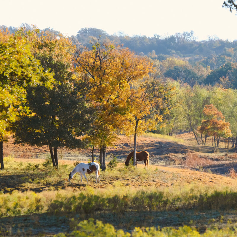 hill country ranches for sale