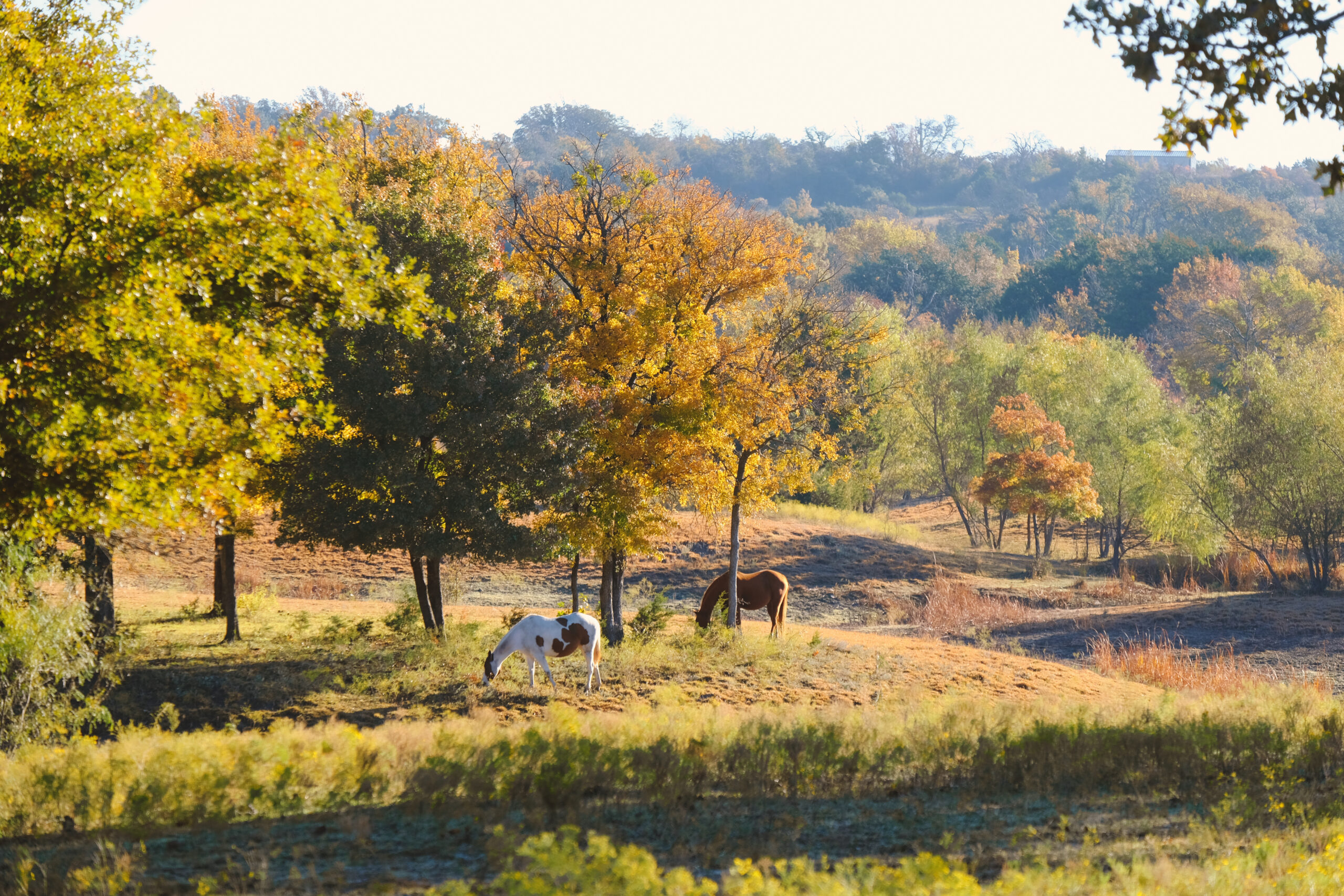 Hill Country Ranches For Sale: Explore Texas Real Estate Listings
