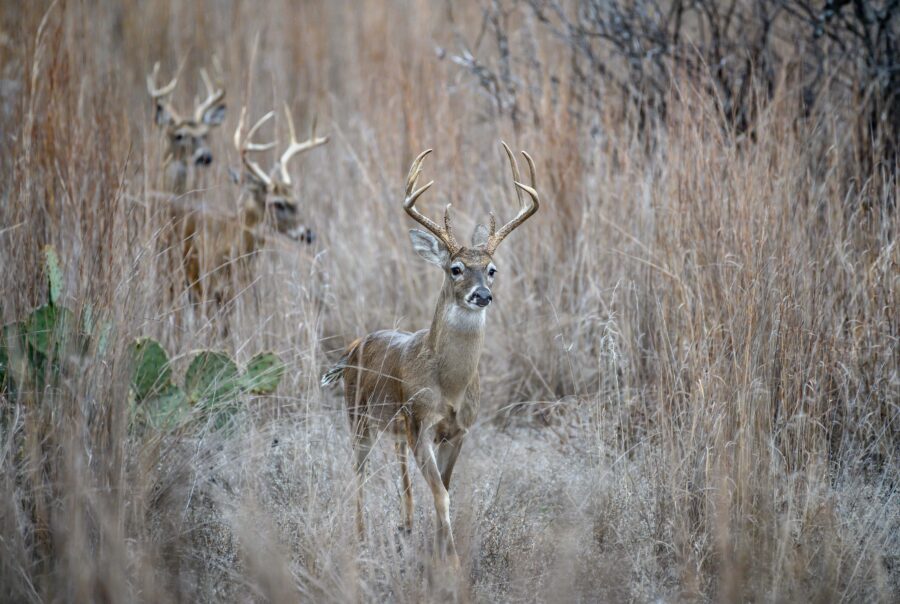 hunting land for sale in Texas