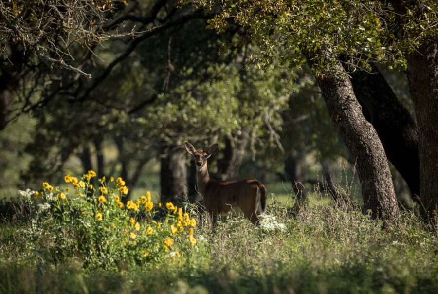 hunting land for sale in Texas