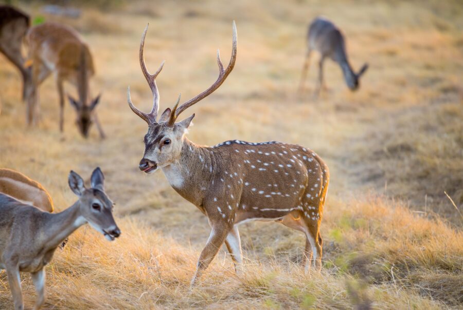 hunting land for sale in Texas
