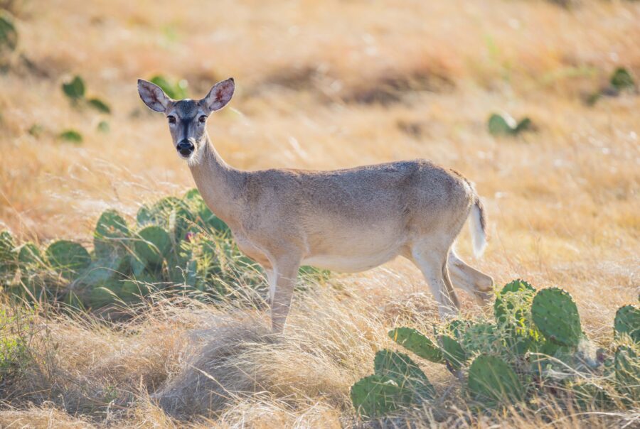 Texas Hunting ranches for sale
