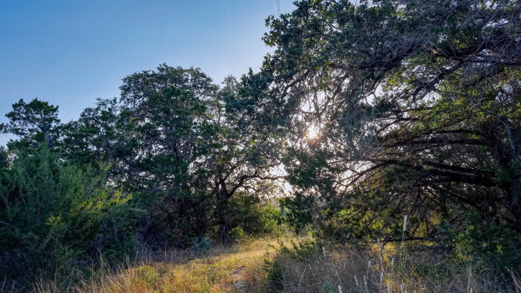 Oak trees on Medina 35