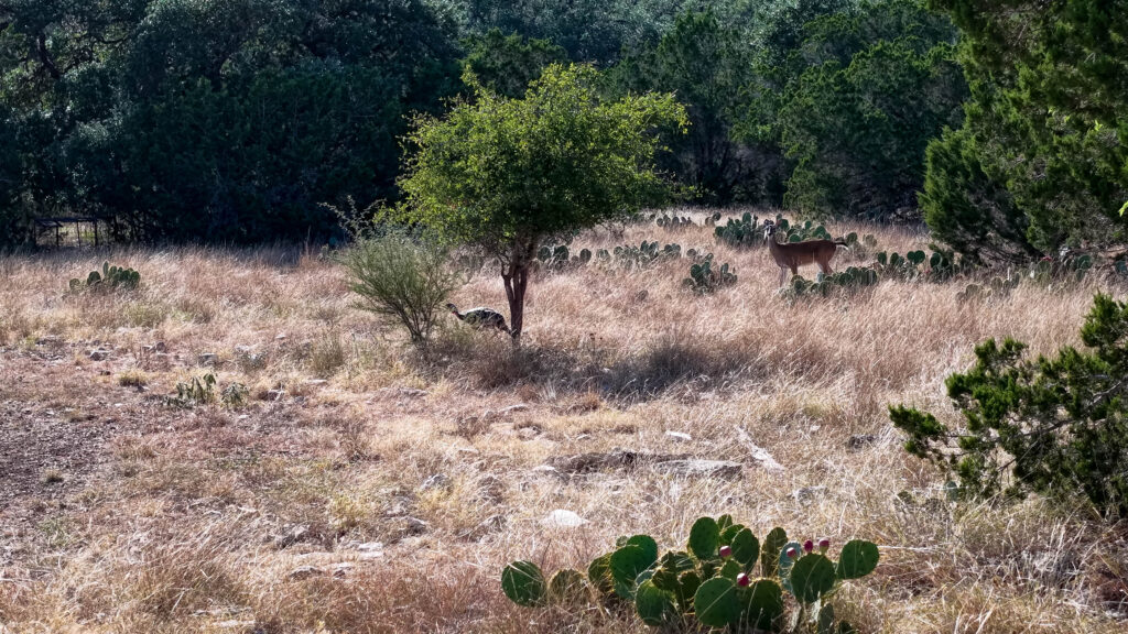 Oak tree in an open area on Medina 35
