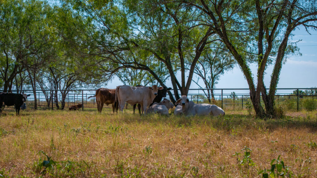 Mesquite trees and open field on Atascosa 17 Poteet