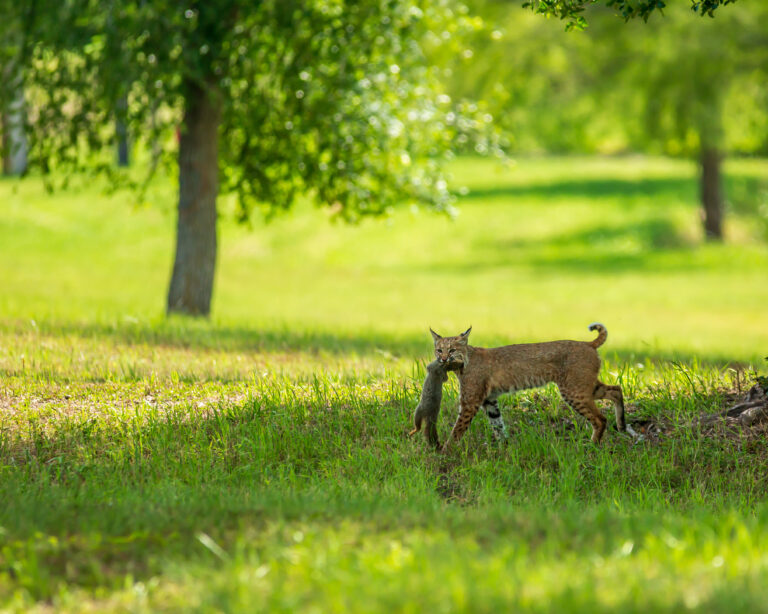 Texas Ranches for Sale: Discover Prime Properties and Features