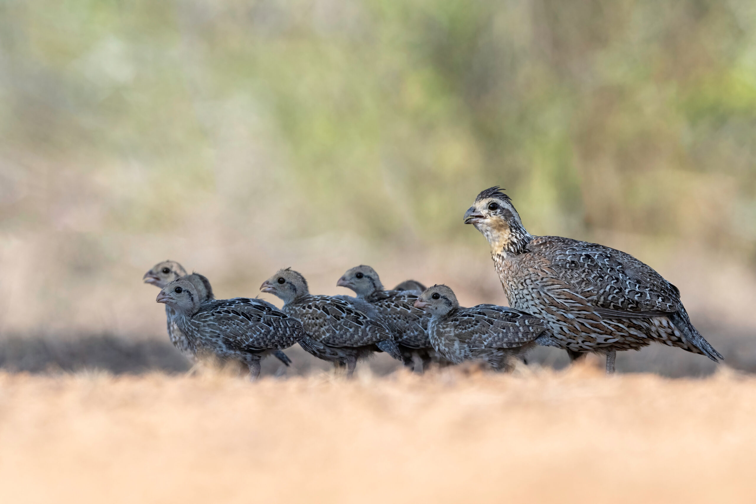 Explore Large Texas Ranches for Sale: Top Listings and Acreage