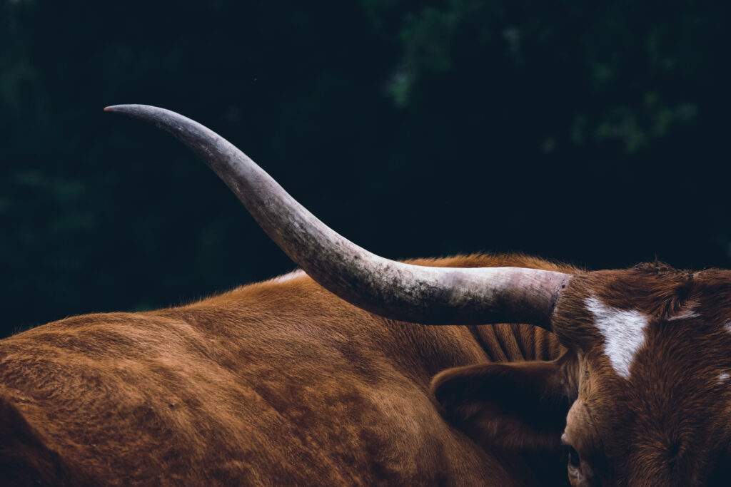 texas ranch sales