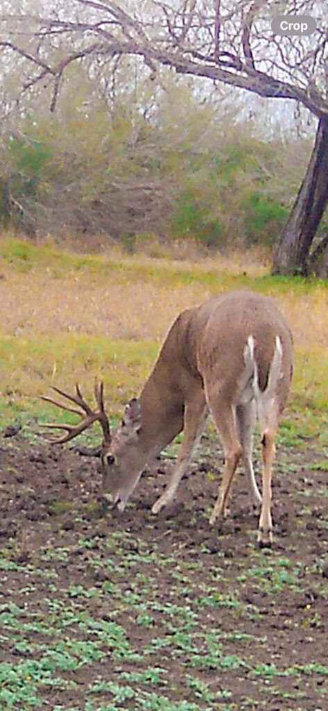 Whitetail doe on Valle Solitario Ranch