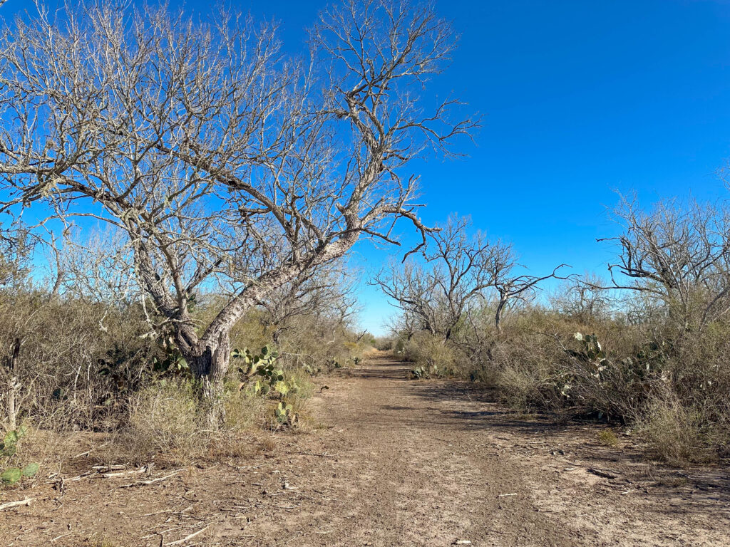 Mesquite and sendero on Valle Solitario Ranch
