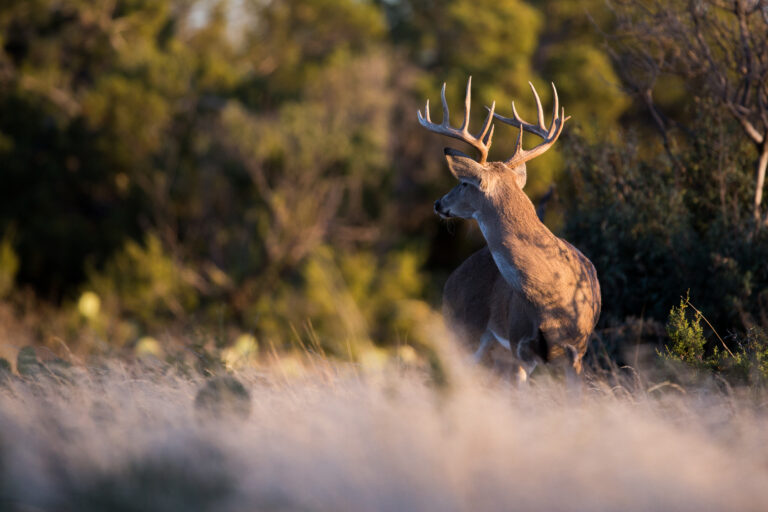 Texas Farms for Sale: Explore Ranch & Farm Listings