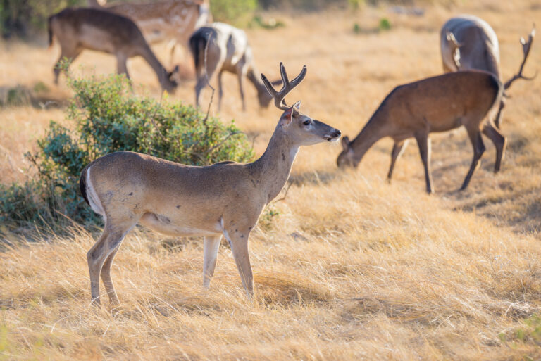 Texas Ranches for Sale: Discover Prime Properties and Features