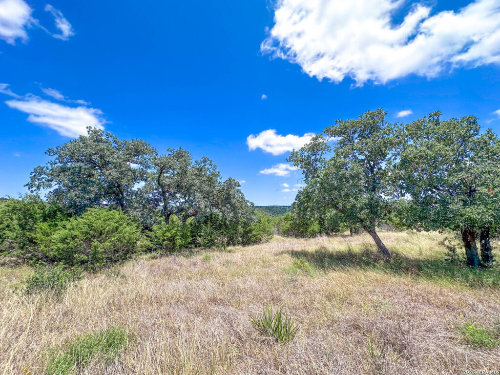 Live oaks on the hilltop at Pear Tree Hilltop in Kerr County, Texas