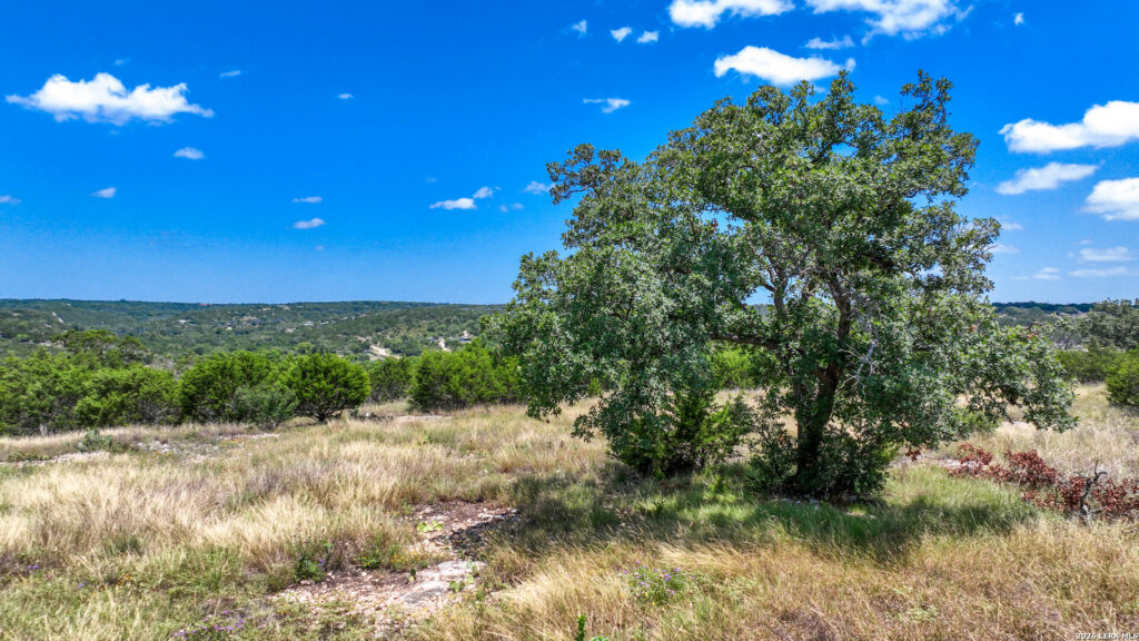 Mature live oak tree on Pear Tree Hilltop