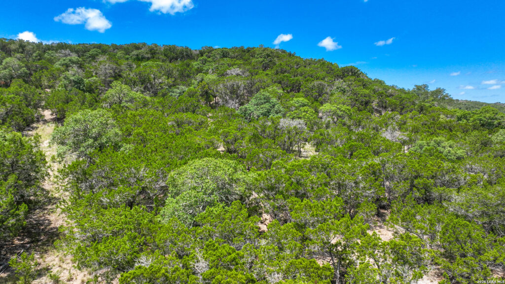 Cedar and brush covered hillside on Pear Tree Hilltop