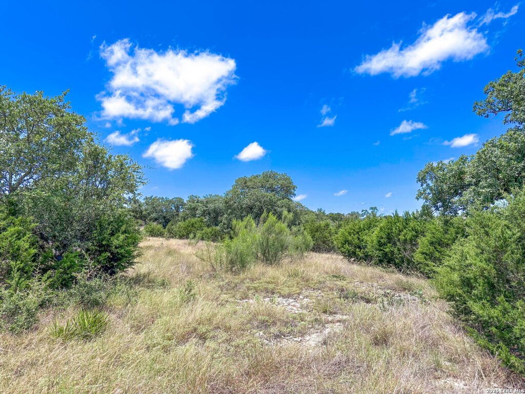 Live oak trees and native grass on Pear Tree Hilltop