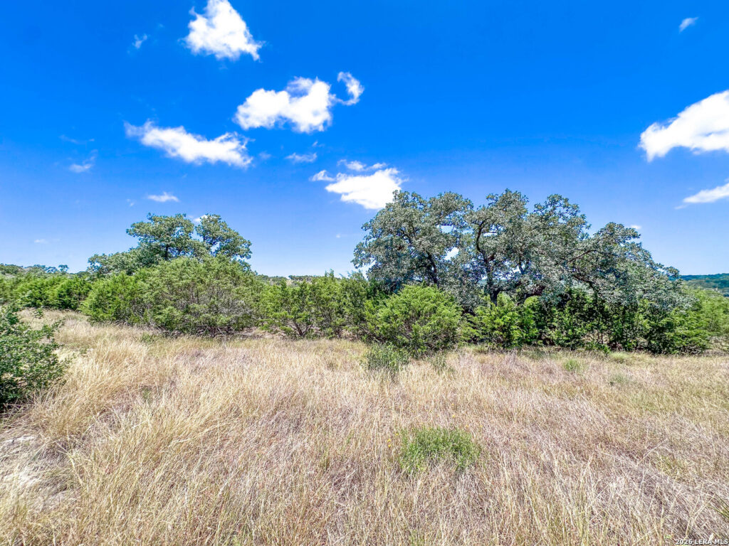 Live oak motte and native grass on Pear Tree Hilltop