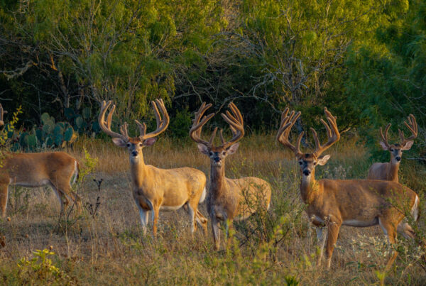 Whitetail deer on Big Rack Ranch