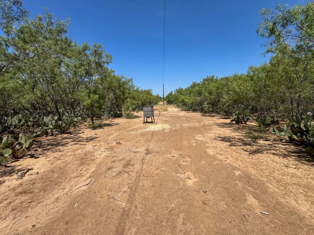 Sendero with a feeder through the brush at Sand Branch Homestead