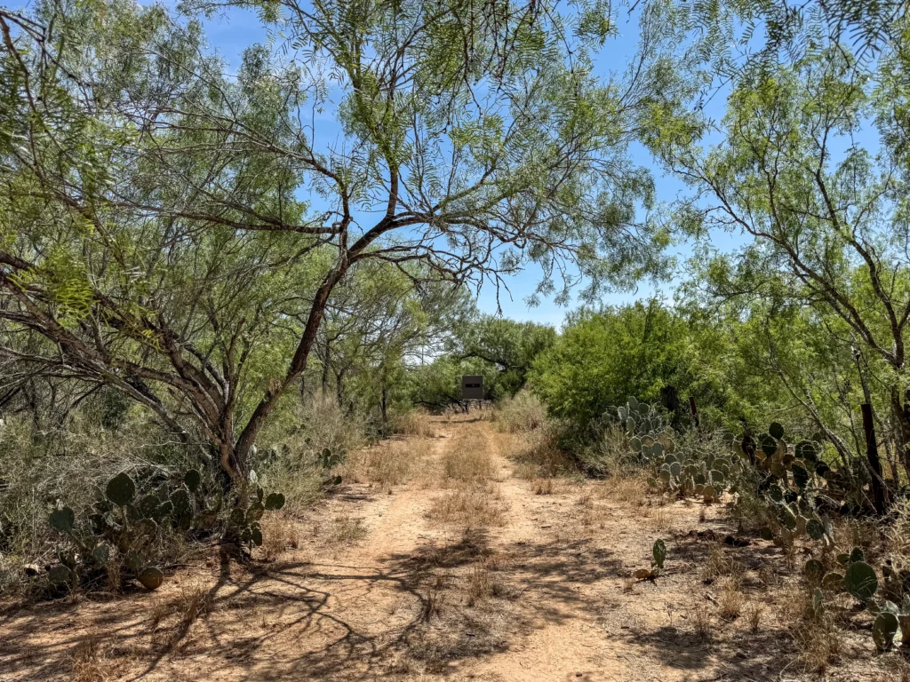 Trail through mesquite and prickly pear at Sand Branch Homestead