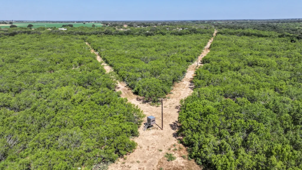 Aerial view of two senderos meeting at a feeder at Sand Branch Homestead