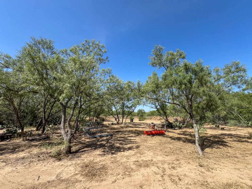 Mesquite trees around the cleared homesite at Sand Branch Homestead