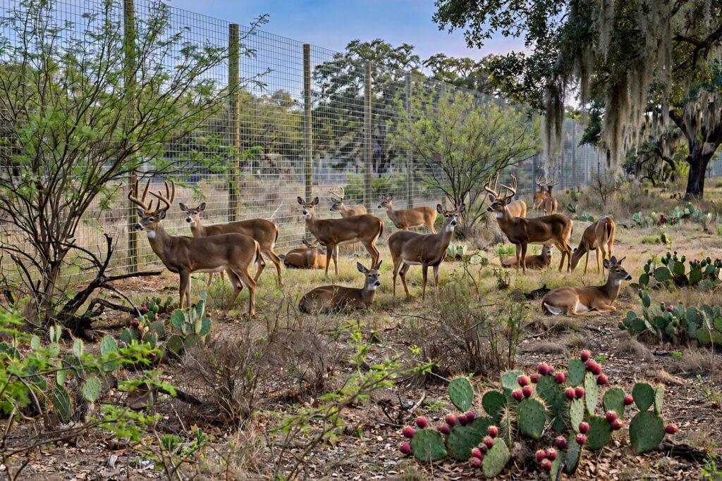 Whitetail deer herd inside a high fence on a South Texas ranch