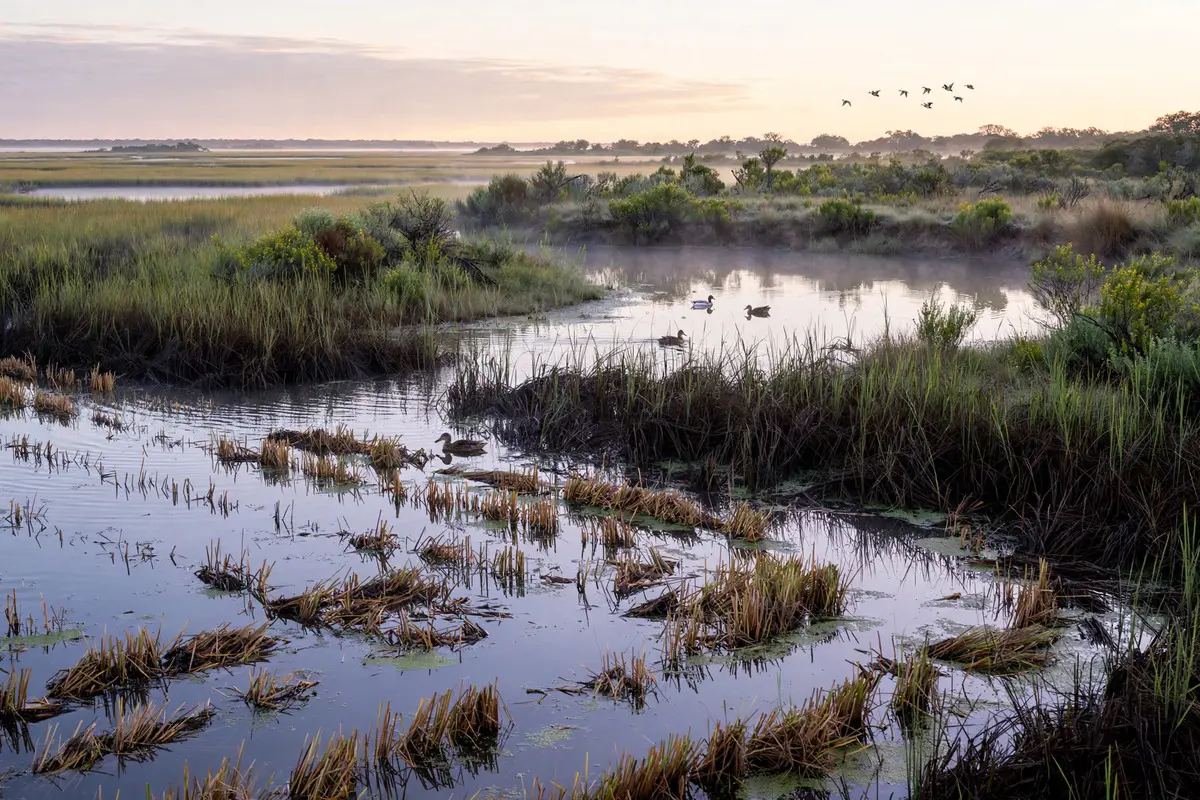 Ducks flying over wetlands on a Texas Gulf Coast hunting property