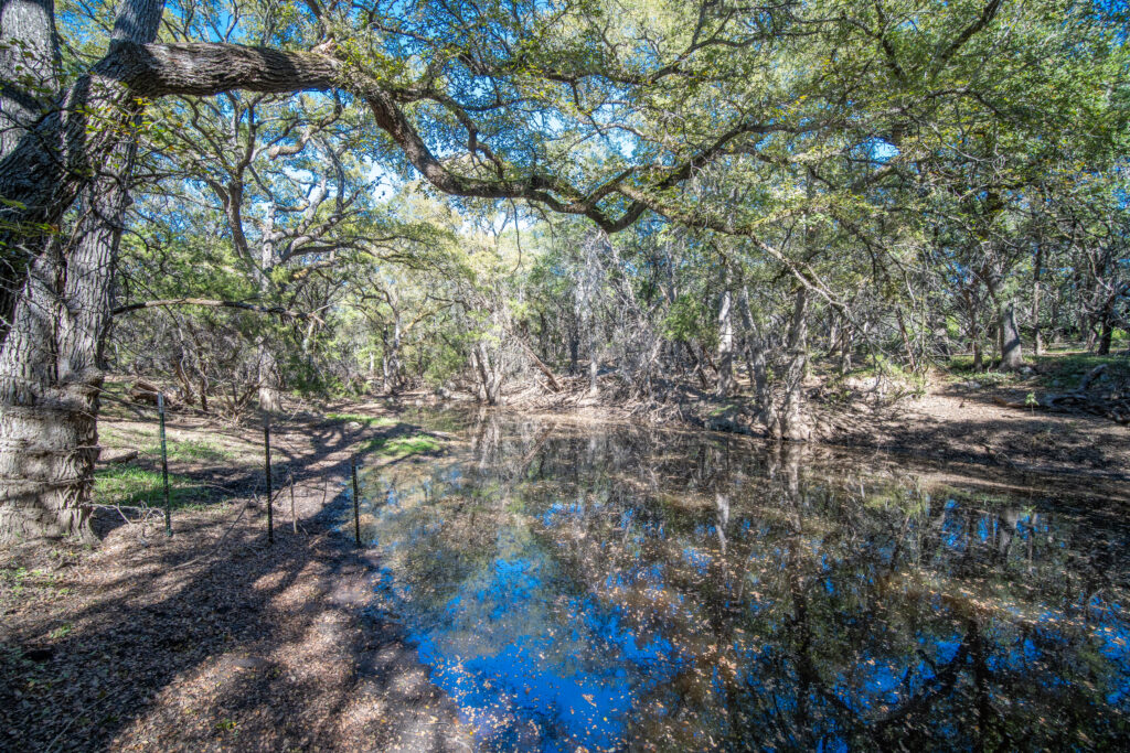 Creek pool reflecting live oaks on Stiller Bach North in Comal County, Texas