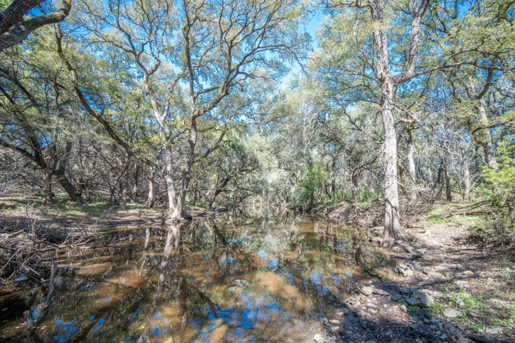 Seasonal creek with standing water under live oaks on Stiller Bach South in Comal County, Texas